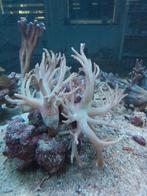 Levende have, Ophalen, Gevuld zeewateraquarium