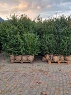 Taxus Baccata te koop. Zeer voordelige prijzen., Ophalen of Verzenden, Bloeit niet, Halfschaduw, Overige soorten