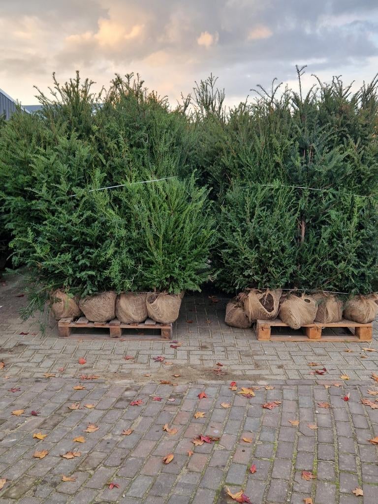 Taxus Baccata te koop. Zeer voordelige prijzen., Tuin en Terras, Planten | Bomen, Overige soorten, Halfschaduw, Bloeit niet, Ophalen of Verzenden