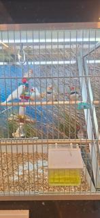 Zebravinken, Dieren en Toebehoren, Vogels | Overige Vogels, Meerdere dieren, Tropenvogel