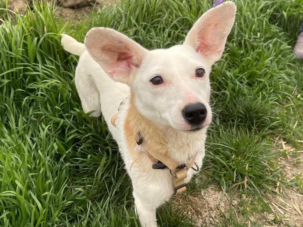 Hondje Katie een klein vrolijk meisje met een zacht karakter, Dieren en Toebehoren, Honden | Niet-rashonden, Particulier, 1 tot 2 jaar