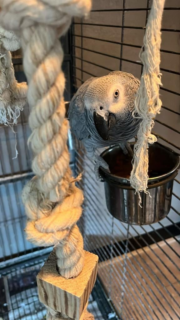 Grijze Roodstaart Papegaai, Dieren en Toebehoren, Vogels | Parkieten en Papegaaien, Vrouwelijk, Papegaai