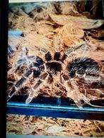 Lasiadora parahybana 60x40 terra, Spin of Schorpioen