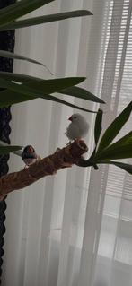 Mooie zebravinken, Dieren en Toebehoren, Vogels | Overige Vogels, Meerdere dieren