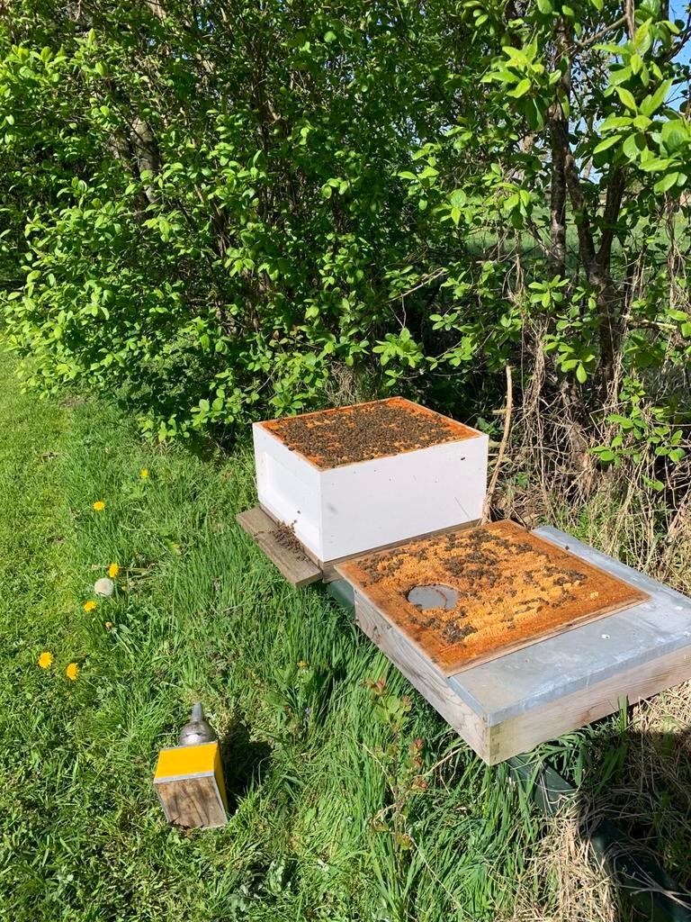 Buckfast bijenvolk (incl. complete spaarkast), Bijen