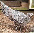 Pauwfazant, Mannelijk, Tropenvogel