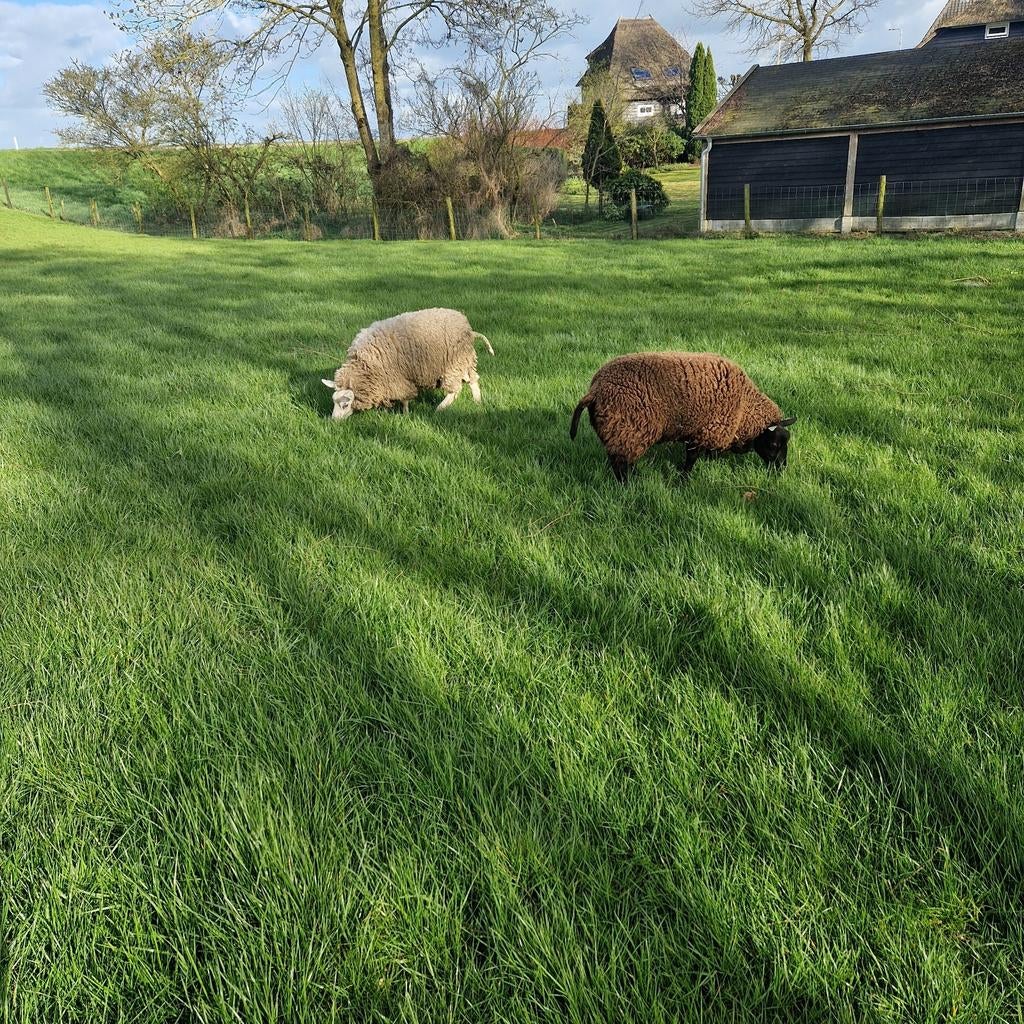 Swifter ooien, Vrouwelijk, Schaap