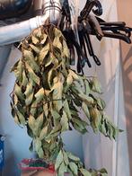 Laurier verse laurier, Ophalen of Verzenden, Overige materialen, Overige stijlen