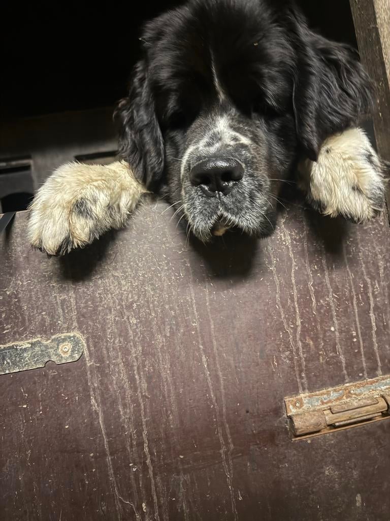 Nieuw huis gezocht voor onze newfoundlander teefje 2 jaar, Dieren en Toebehoren, Honden | Niet-rashonden, Teef, Groot, Eén hond