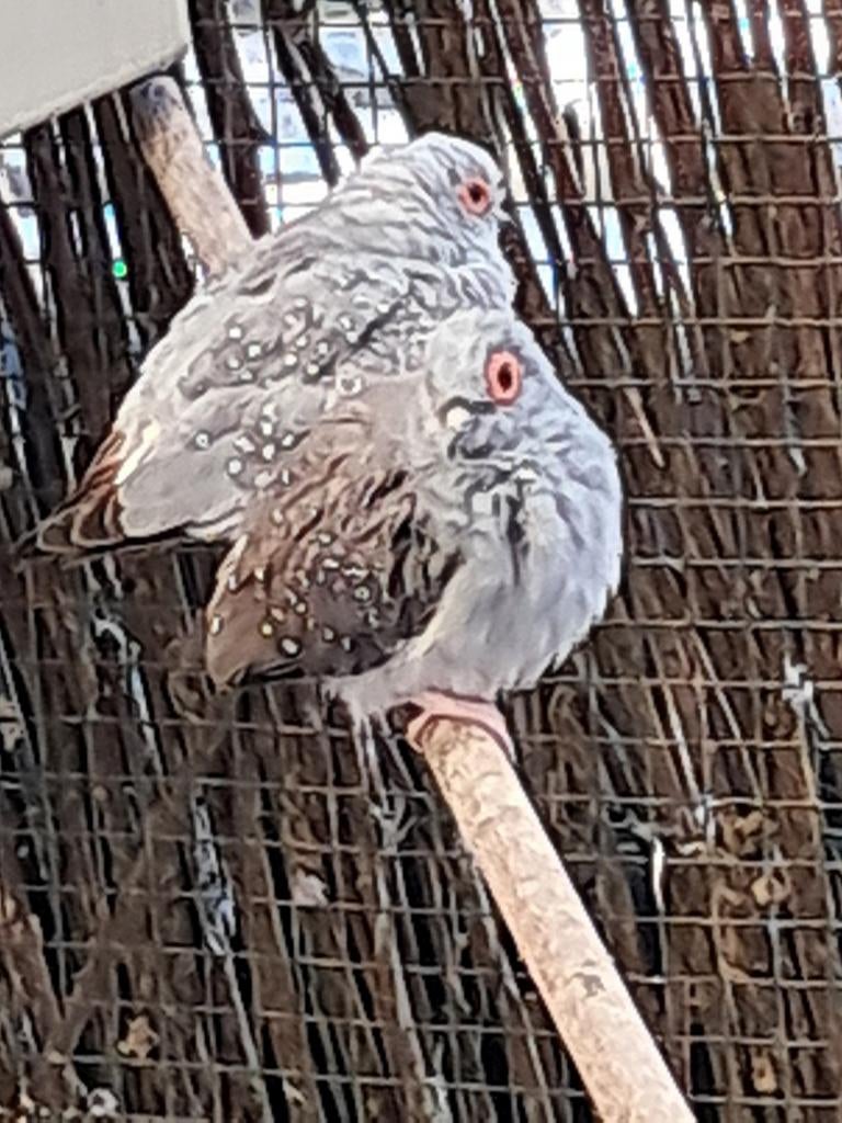 Diamantduiven, Dieren en Toebehoren, Vogels | Overige Vogels, Meerdere dieren
