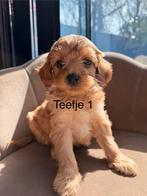 Maltipoo pups, Overige rassen, 8 tot 15 weken, Parvo, Meerdere