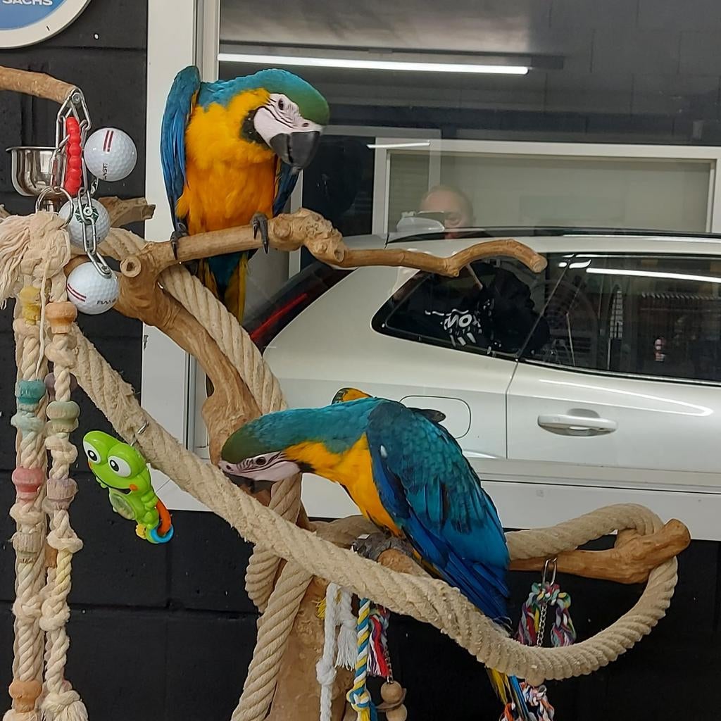 Jonge handtamme blauw gele Ara's, Geslacht onbekend, Papegaai, Geringd