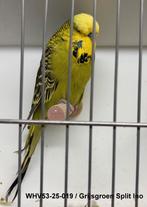 Engelse grasparkieten, Dieren en Toebehoren, Meerdere dieren, Parkiet, Geringd