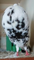 Duivin, Vrouwelijk, Kropper