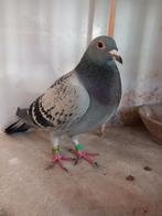 MISTER GIJS - SNELLE JELLE - NEW LAUREAAT - SUMERIAN FIGHTER, Vrouwelijk, Postduif