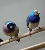 Gouldamadines blauw en wildkleur, Meerdere dieren