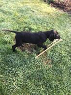 Duitse staande korthaar pup, Reu, 8 tot 15 weken, Eén hond, Duitse Staande hond