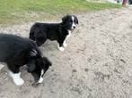 border collie x australian puppy's reutjes, Dieren en Toebehoren, 8 tot 15 weken, Meerdere, Meerdere dieren, Middel