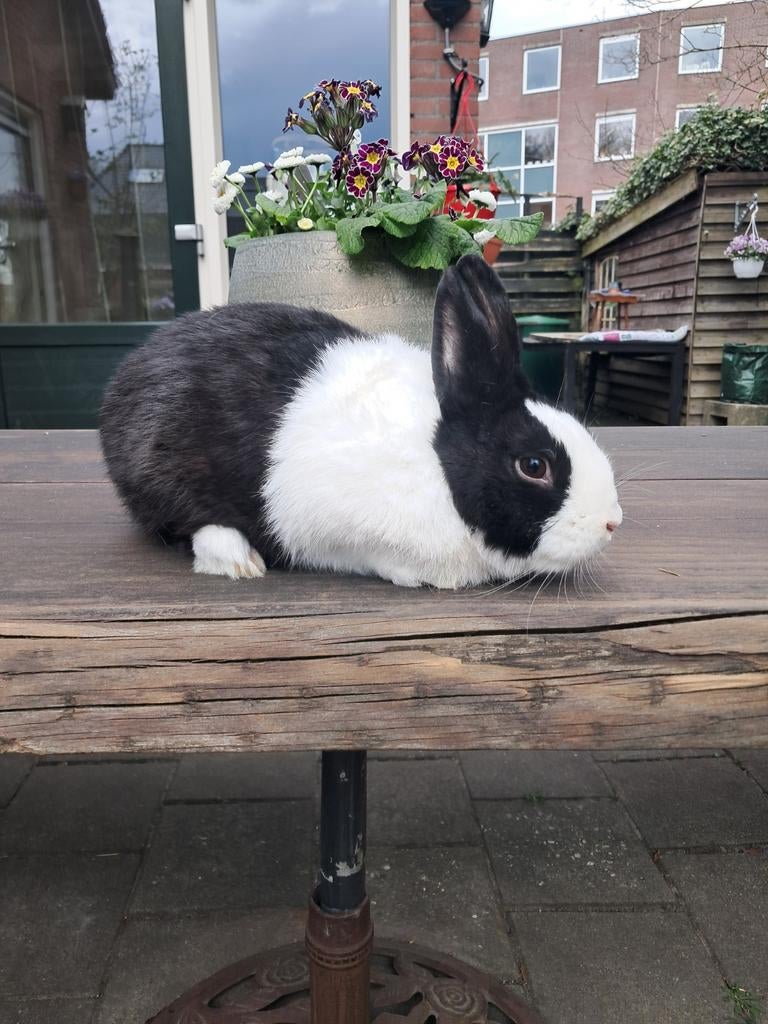 Konijn, Dieren en Toebehoren, Konijnen