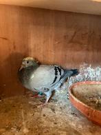 Postduiven jonge duif Frank Zwiers, Postduif