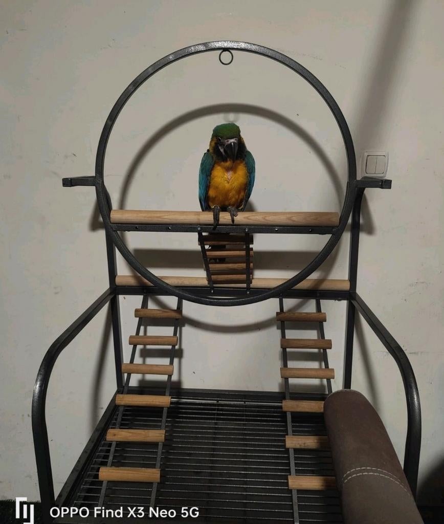 Ara speel toestel, Mannelijk, Papegaai