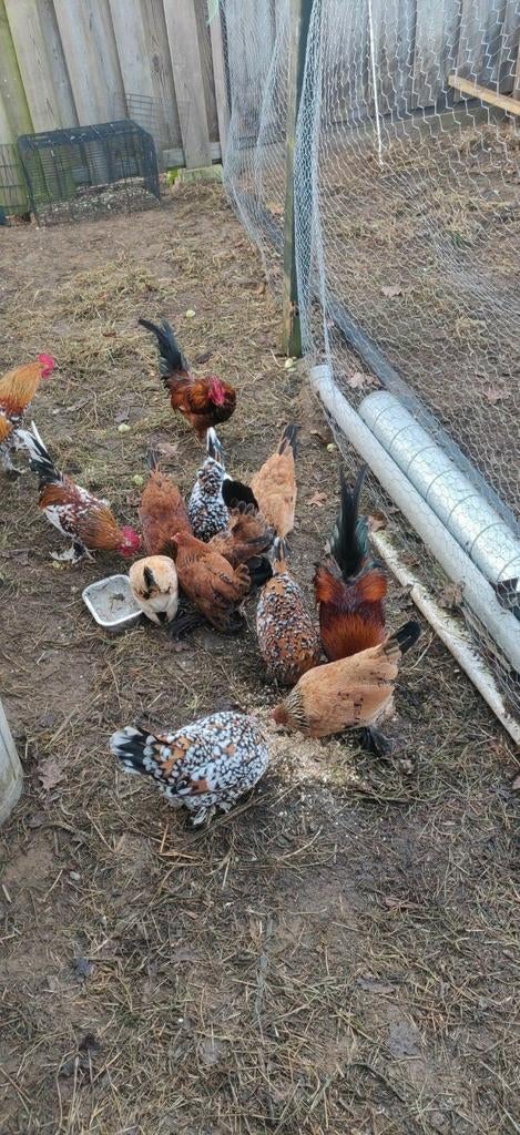 Broedeieren Sabelpoot, Dieren en Toebehoren, Pluimvee, Geslacht onbekend, Kip