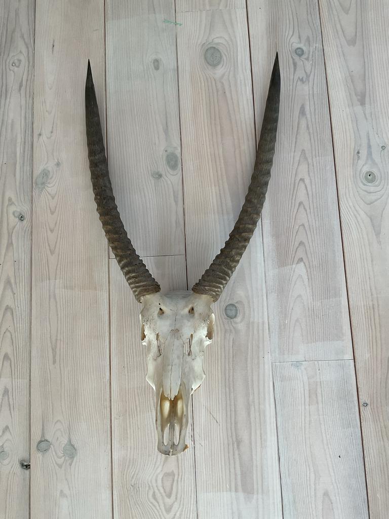 Hoorns, Ophalen of Verzenden, Beeldje of Figuurtje