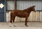2.5 jaar springpaard te koop, Dieren en Toebehoren, Paarden, Ruin, Springpaard, Met stamboom, 3 tot 6 jaar