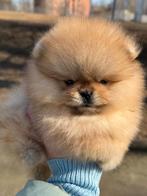 Pomeriaan pup reutje Orange Sable Bear type – te reserveren, Keeshond, Reu, 8 tot 15 weken, Buitenland