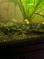 Gele appelslakken, Dieren en Toebehoren, Vissen | Aquariumvissen, Slak of Weekdier