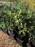 Laurier struik, 100 cm hoog. Staan in de kuip dus zo meeneme, Ophalen, Laurier, Struik, 100 tot 250 cm
