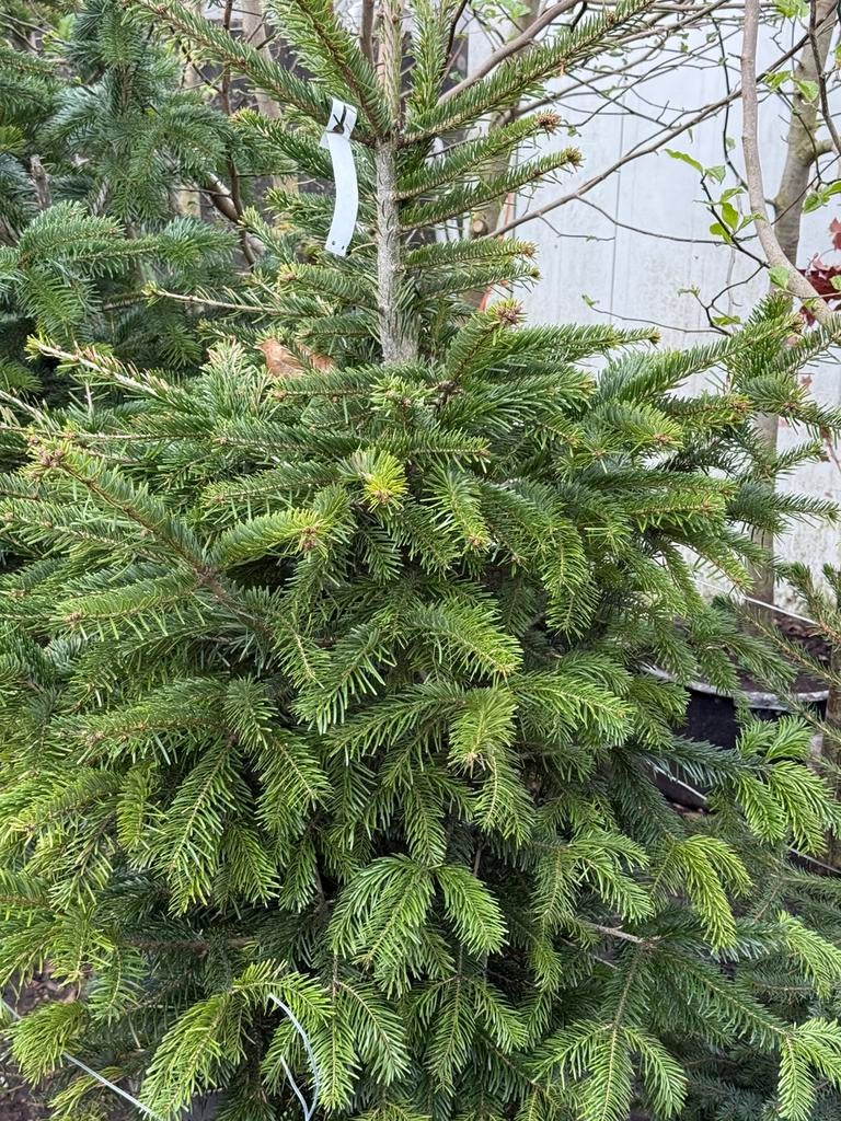 Kerst boompjes geworteld lopen prima uit div soorten, Tuin en Terras, Planten | Bomen, Bloeit niet, Halfschaduw, Overige soorten