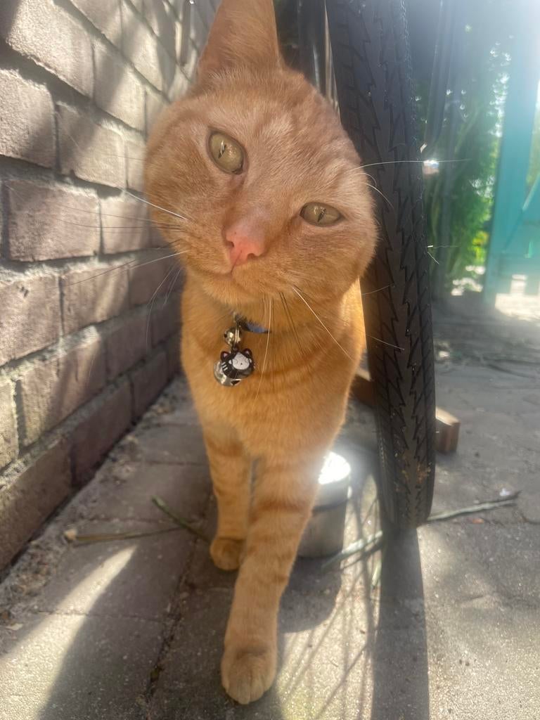 Goed huis gezocht voor Habib, Dieren en Toebehoren, Kater