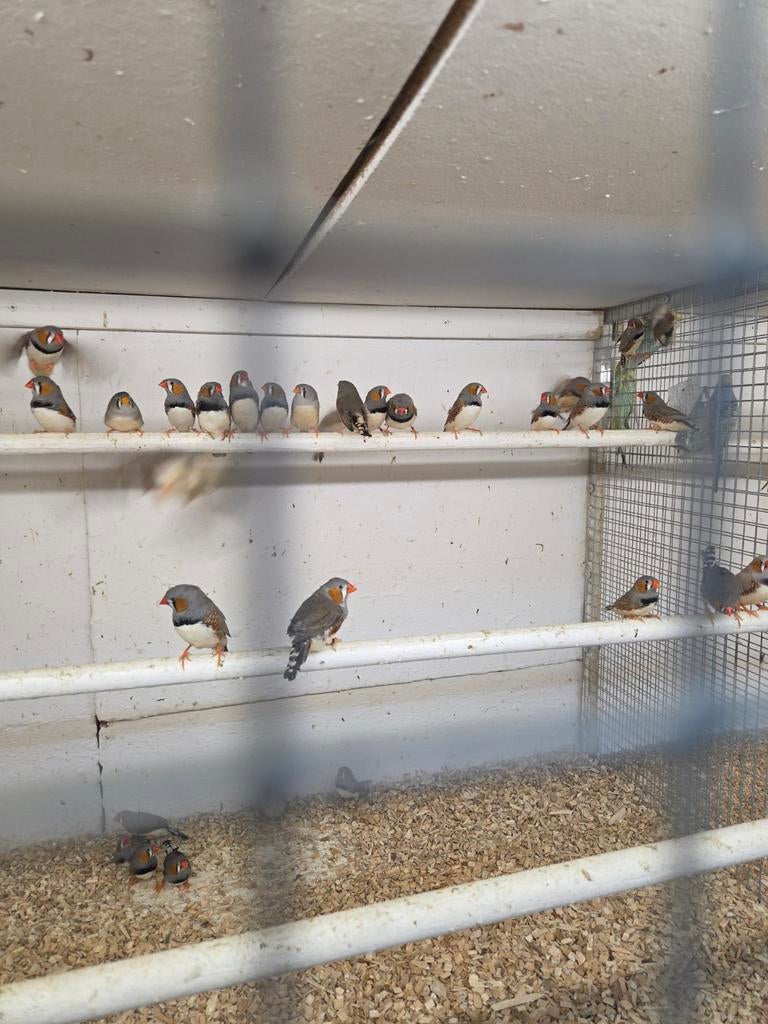 Zebravinken, Dieren en Toebehoren, Vogels | Overige Vogels, Meerdere dieren