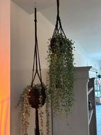 Neppe planten met pot en hanger, Ophalen of Verzenden, Gebruikt, Binnen