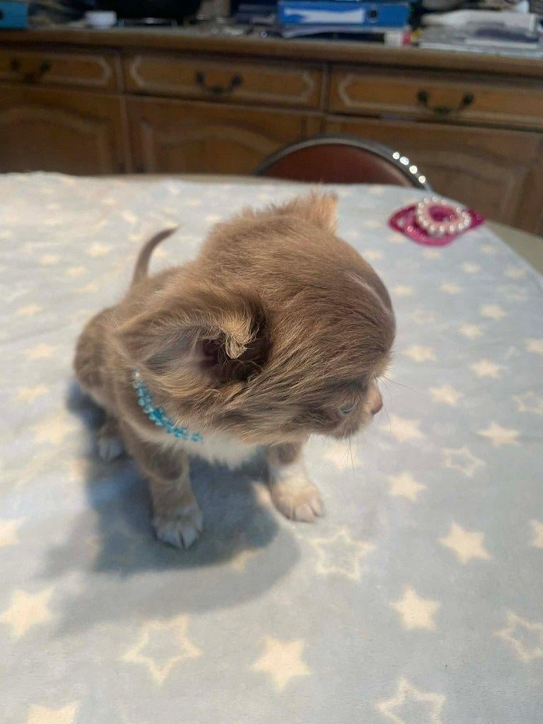 Chihuahua-pups mini zeer mooi kleintjes raszuiver zeer mooie, 8 tot 15 weken, Parvo, Meerdere, Meerdere dieren