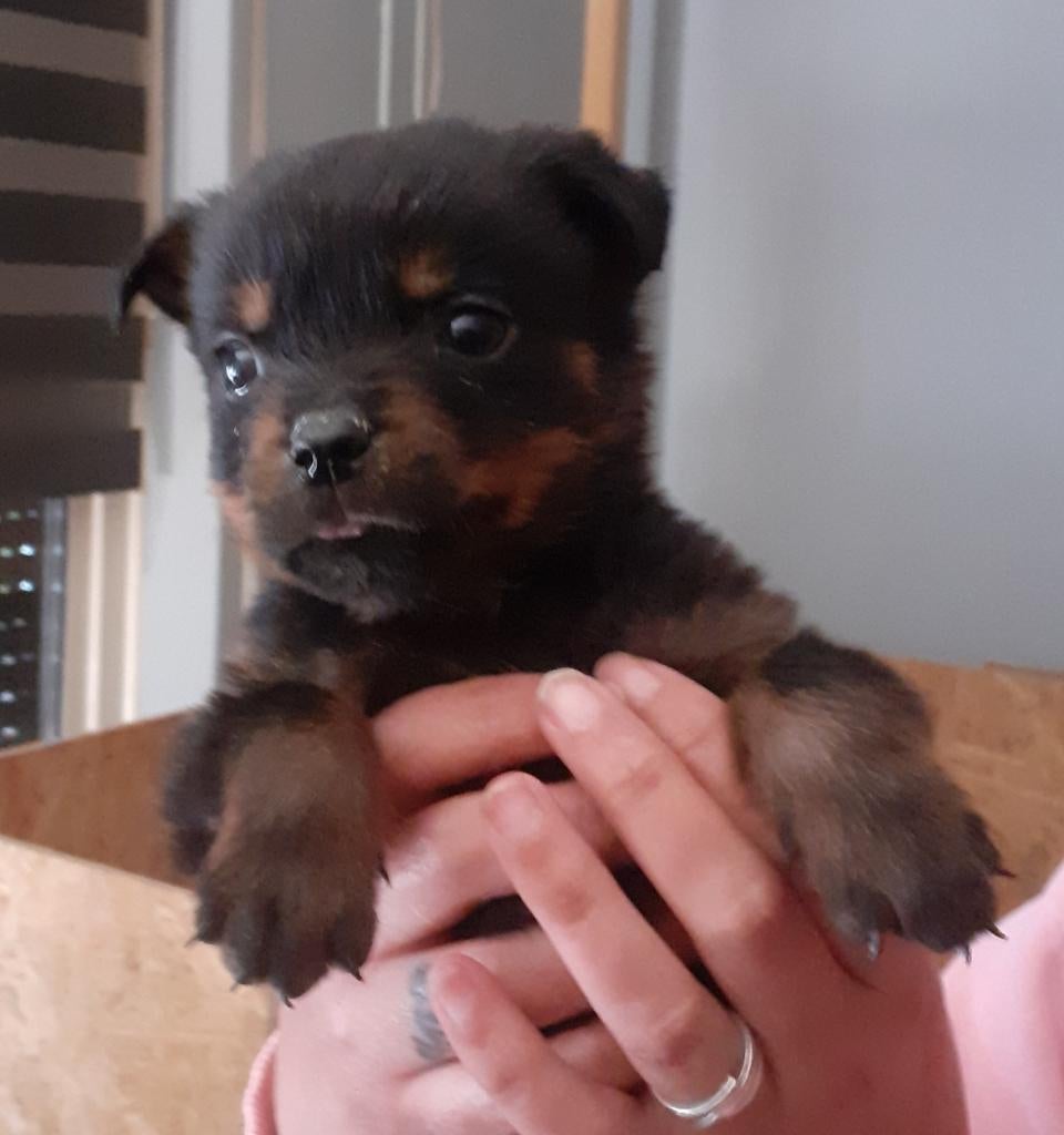 Rottweiler pup kleinste reutje uit nest, Reu, 8 tot 15 weken, Meerdere, Rottweiler