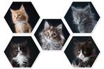 Maine Coon kittens, Meerdere dieren, Gechipt, 0 tot 2 jaar