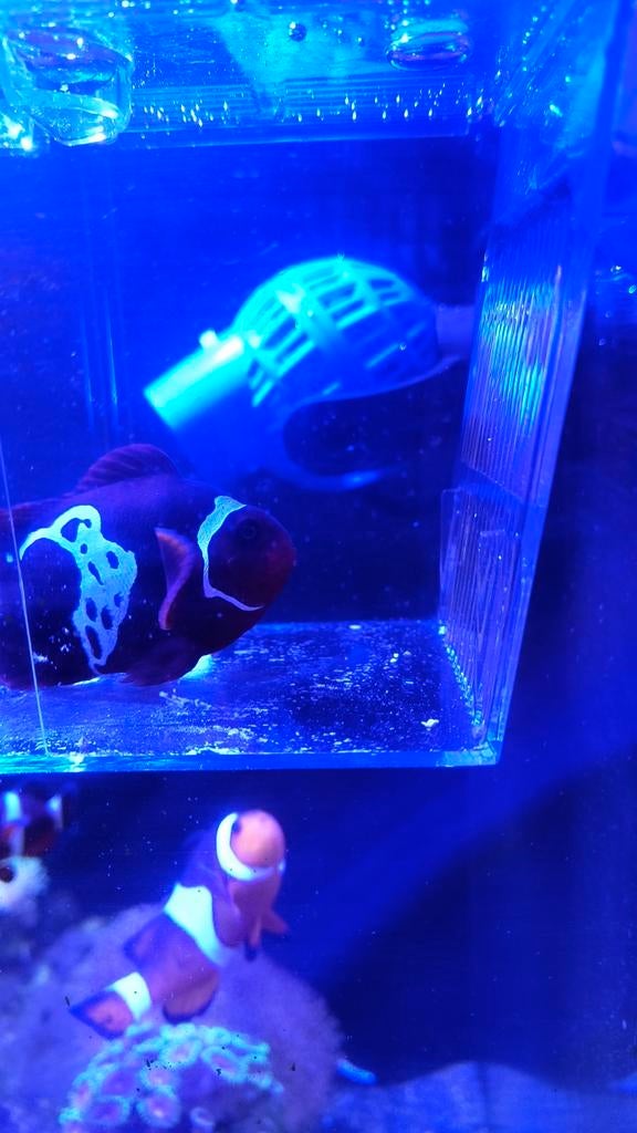 Premnas Biaculeatus Lightning Maroon
(Anemoon vis), Vis, Zoutwatervis