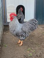 Broedeieren van de grote Amrock, Dieren en Toebehoren, Geslacht onbekend, Kip