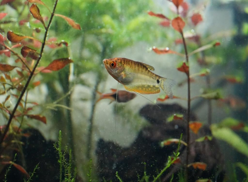 Aquarium vissen (danio, tetra, gourami), Dieren en Toebehoren, Vis