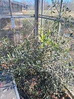 Olijf  groot, Ophalen, Volle zon, Overige soorten