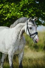 Knappe allrounder te koop, Springpaard, Met stamboom, Ruin, M