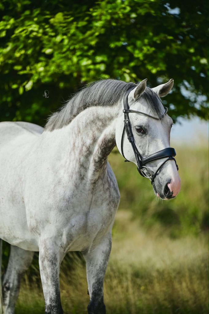 Knappe allrounder te koop, Dieren en Toebehoren, Paarden, Ruin, M, 165 tot 170 cm, 11 jaar of ouder, Springpaard, Met stamboom