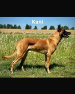 Mechelse Herder Gecertificeerd PH1, Dieren en Toebehoren, Honden | Herdershonden en Veedrijvers, Reu, Parvo, Eén hond, 3 tot 5 jaar