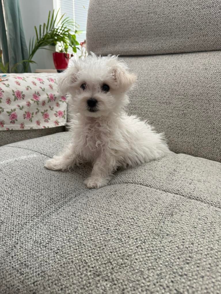 Maltezer/Maltipo nog 1 reutje, Maltezer, 8 tot 15 weken, Parvo, Meerdere