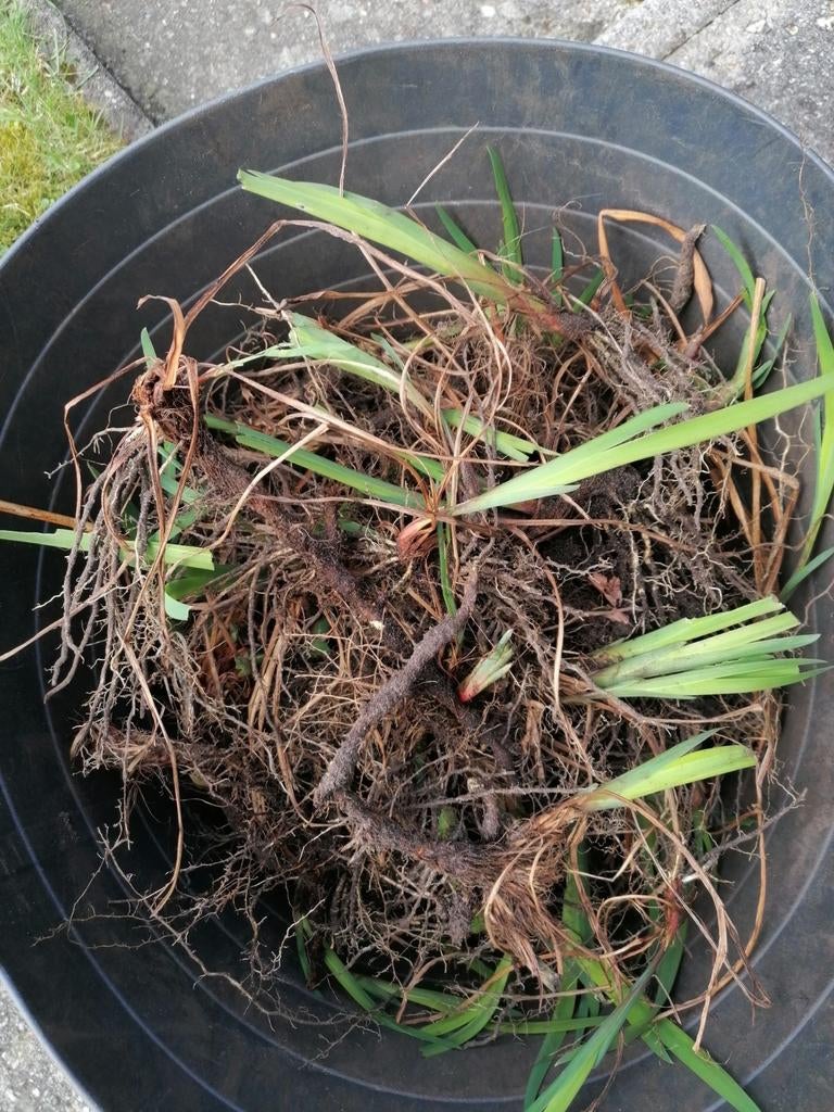 Lelie stekken, blijft klein, kleur blauw, Ophalen of Verzenden, Overige soorten, Volle zon