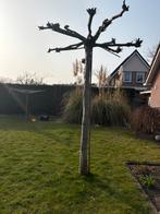 Dakplataan, Tuin en Terras, Planten | Bomen, Ophalen of Verzenden, Volle zon, Overige soorten