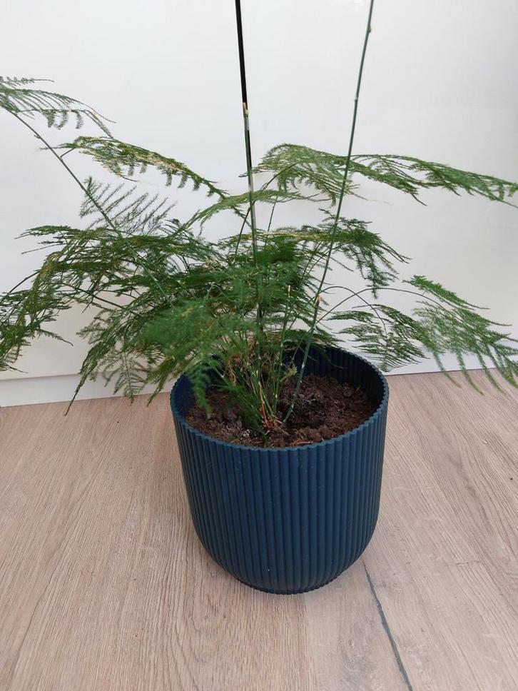 Asparagus plant in blauwe bloempot, Tuin en Terras, Bloempotten, Aardewerk, Minder dan 40 cm, Minder dan 25 cm, Rond, Ophalen