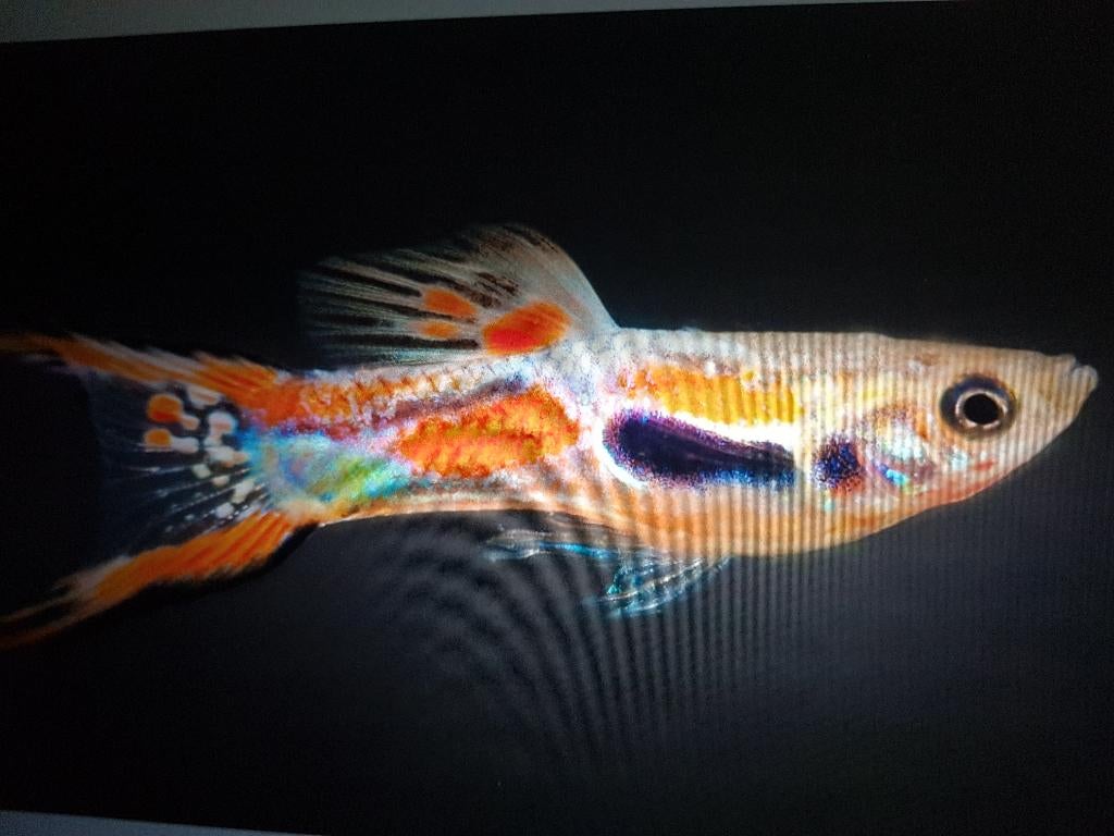 Te koop 6 gezonde ENDLER GUPPEN mannetjes & vrouwtjes z mooi, Dieren en Toebehoren, Vis, Zoetwatervis, Schoolvis